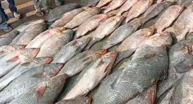 ଭାଗ୍ୟ ଜୋର୍‌ ଥିଲେ କୋଟିପତି: ୨ ବର୍ଷରେ ବିକ୍ରି ହେଲାଣି ୧୦ କୋଟିରୁ ଊର୍ଦ୍ଧ୍ବ ଟଙ୍କାର ଶିଳା ମାଛ