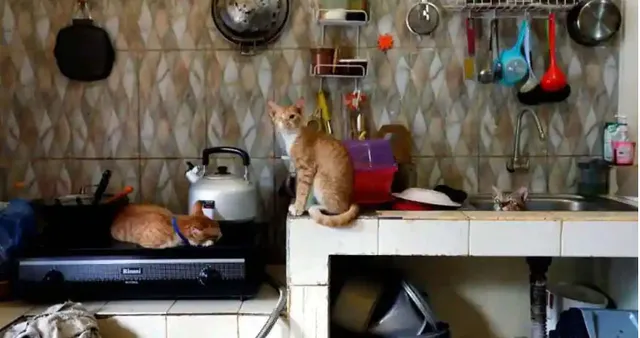 ୩ବର୍ଷରେ ପାଖାପାଖି ୧୦୦ ଘରେ ନିଆଁ ଲଗାଇଲେଣି ବିଲେଇ