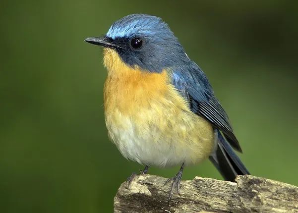 ଖୋଲା ଝରକା: ଫୁଲଚୁଇଁ