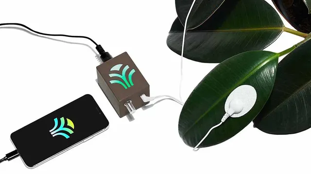 ଖୋଲା ଝରକା: ଗଛରୁୁ ଶୁଣିବା ସଙ୍ଗୀତ