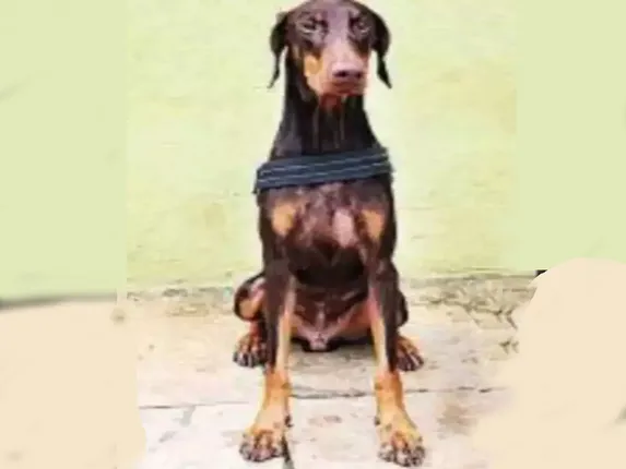 ନରହତ୍ୟା ଓ ଦୁଷ୍କର୍ମ ଅଭିଯୁକ୍ତଙ୍କୁ ଚିହ୍ନଟ କରୁଛି ମହାରାଷ୍ଟ୍ରର ସନ୍ଧାନୀ କୁକୁର ‘ଅସ୍କାର୍‌’