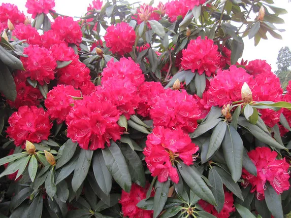 କୋଭିଡ୍‌କୁ ହରାଇବ ହିମାଳୟ ଗୁଳ୍ମ ବୁରାଂଶ