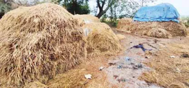 ଅଦିନିଆ ବର୍ଷା ଯୋଗୁଁ ଧାନକିଣା ବାଧାପ୍ରାପ୍ତ, ଦିନକରେ ସଂଗ୍ରହ ହେଉଛି ୨୦ ହଜାର କ୍ବିଣ୍ଟାଲ୍‌