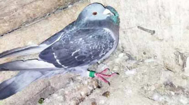 ମାର୍ଶାଘାଇ ବ୍ଲକ୍‌ ଦଶୀପୁର ଗ୍ରାମରୁ ସନ୍ଦିଗ୍ଧ ପାରା ଉଦ୍ଧାର