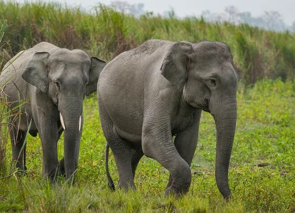 କାମାକ୍ଷାନଗର ବ୍ଲକ ତୁମୁସିଙ୍ଗା ଧୀବର ବସ୍ତିରେ ହାତୀ କଲା ବ୍ୟାପକ କ୍ଷତି, ଧାନ ଖାଇବା ସହ ଘର ଭାଙ୍ଗିଲା