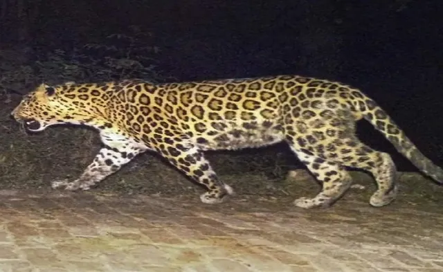 ବାଘ ମୁହଁରୁ ଅଳ୍ପକେ ବର୍ତ୍ତିଲେ ଭାଉଜ-ଦିଅର