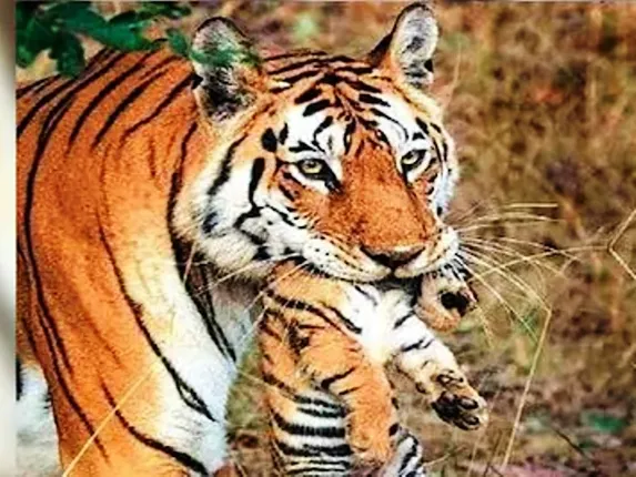 ବିଦାୟ ‘ସୁପର୍‌ ମମ୍’: ୨୯ ଶାବକ ଜନ୍ମ କରିଥିବା ‘କଲାର୍‌ବାଲୀ’ ବାଘୁଣୀର ମୃତ୍ୟୁ