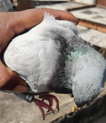 ପୁରୀରେ ଗୁଇନ୍ଦା ପାରା