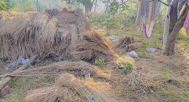 ଘର ଭାଙ୍ଗିଲା, ଫସଲ ନଷ୍ଟ କଲା ହାତୀ