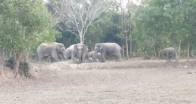 ୩ ବର୍ଷ ହେଲା ଅଞ୍ଚଳ ଛାଡୁନାହାନ୍ତି ଶିମିଳିପାଳ ହାତୀ