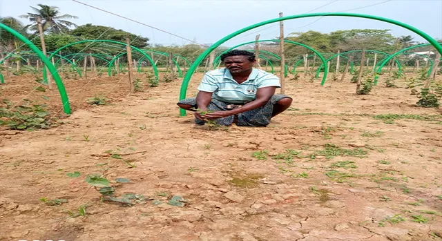 ଦାଉ ସାଧୁଛି ଅଦିନିଆ ବର୍ଷା: ପରିବା ଚାଷୀଙ୍କ ଉପରେ ଚଡ଼କ