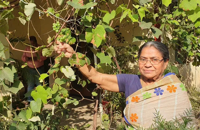 ନାଲକୋନଗରରେ ଫଳୁଛି ୱାଇନ କିସମ ଅଙ୍ଗୁର। ଫେଟୋ: ସୁଜିତ୍‌)