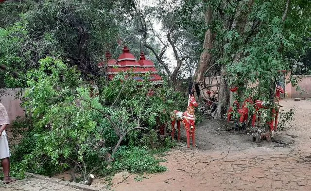 ଚୋରି କରିନେଲେ ୨୦ ଲକ୍ଷର ଚନ୍ଦନ ଗଛ