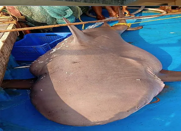 ଜାଲରେ ପଡ଼ିଲା ୯ ଫୁଟ୍‌ର ସାର୍କ 