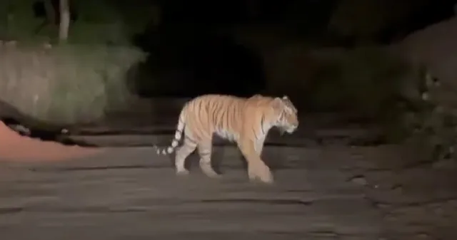 ଦ୍ୱାରଶୁଣୀ ଘାଟିରେ ବାଘ ଗୁଜବ, ଭାଇରାଲ୍ ହେଉଛି ଭିଡିଓ