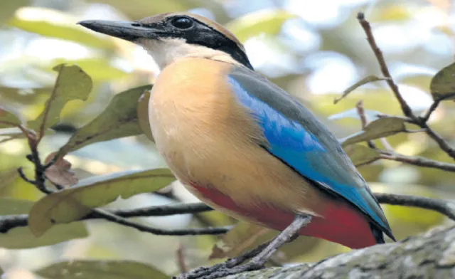 ଭିତରକନିକାର ରାଣୀ ମ୍ୟାନ୍‌ଗ୍ରୋଭ୍‌ପିଟା