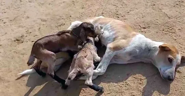 ବିରଳ ମାତୃପ୍ରେମ: ଛେଳିଛୁଆଙ୍କୁ କ୍ଷୀର ଦେଉଛି କୁକୁର