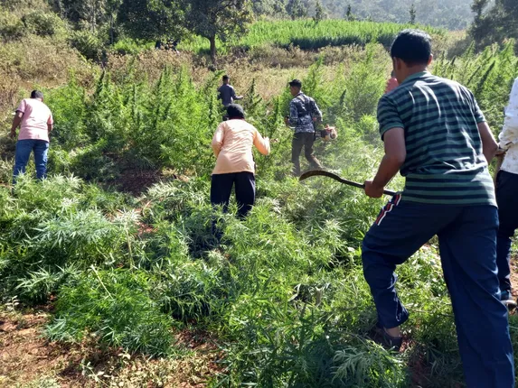 ଡ୍ରୋନର ସହଯୋଗରେ ଗଞ୍ଜେଇ ଗଛ ନଷ୍ଟ କଲା ଅବକାରୀ ବିଭାଗ
