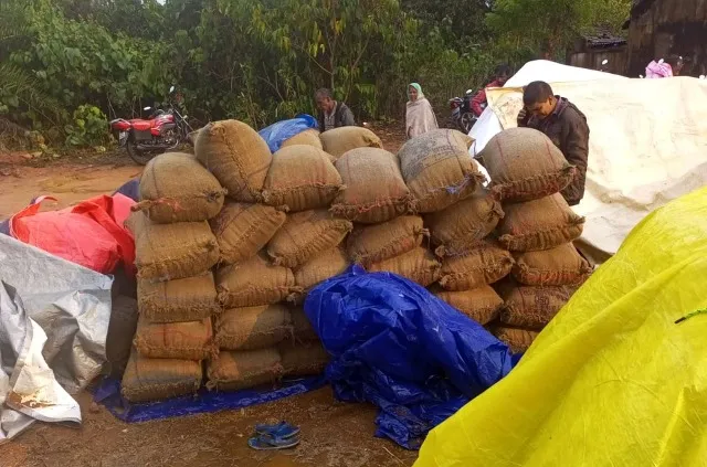 ଅଦିନିଆ ବର୍ଷାରେ ଭିଜିଲା ଧାନ