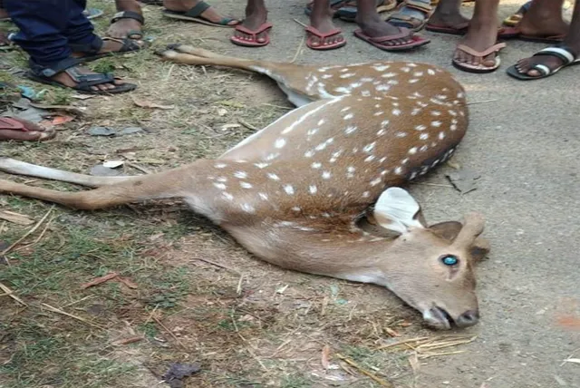 ମକୁନ୍ଦିଦାସପୁରରୁ ହରିଣ ଉଦ୍ଧାର