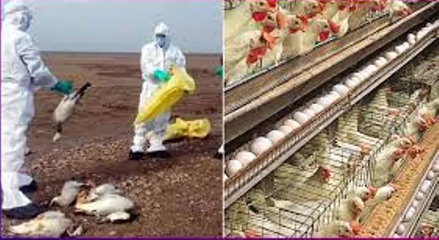 ଥାନେ, ପାଲଘରରେ ବାର୍ଡ ଫ୍ଲୁ; ୨୫,୦୦୦ରୁ ଅଧିକ କୁକୁଡ଼ାଙ୍କୁ ହତ୍ୟା କଲେ ମହାରାଷ୍ଟ୍ର ସରକାର