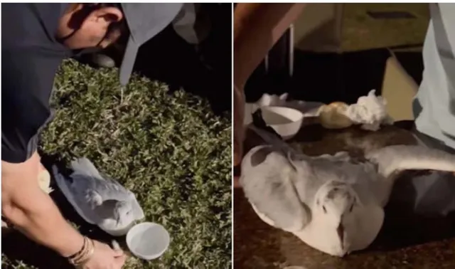 ଆହତ ପକ୍ଷୀର ଜୀବନ ବଞ୍ଚାଇ ଲୋକଙ୍କ ହୃଦୟ ଜିତିଲେ ସଚିନ ତେନ୍ଦୁଲକର