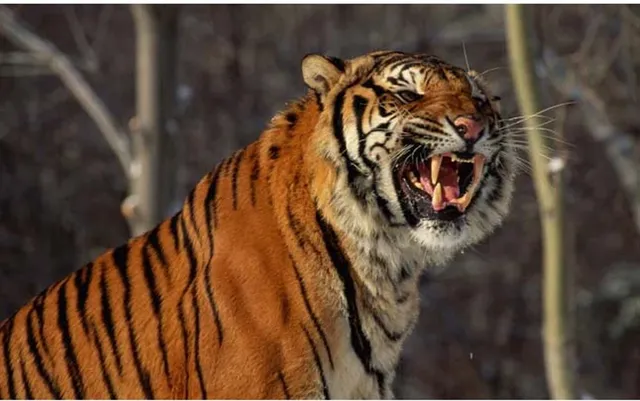 ରାସ୍ତାରେ ଯାଉଥିବା ବେଳେ ବାଇକ ଚାଳକଙ୍କୁ ମାଡ଼ି ବସିଲା ବାଘ