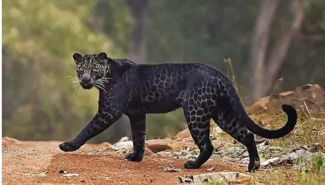 ୨ବର୍ଷ ଅପେକ୍ଷା ପରେ ଫଟୋଗ୍ରାଫର ଉଠାଇ ପାରିଲେ ଏହି କଳା ଚିତାବାଘର ଫଟୋ