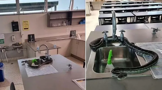 ଶ୍ରେଶୀଗୃହରେ ଅଜଗର, ଶିକ୍ଷକ ଓ ଛାତ୍ରଛାତ୍ରୀ ଭୟଭୀତ