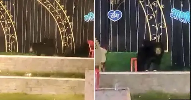 ବିବାହ ମଣ୍ଡପରେ ପଶିଲା ଭାଲୁ, ଲୋକେ ଆତଙ୍କିତ