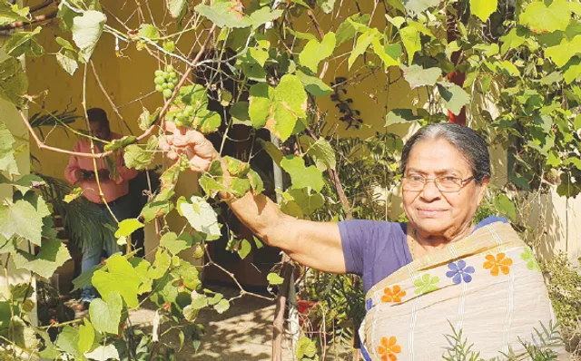 ଅନୁଗୁଳ: ନାଲ୍‌କୋ କଲୋନିରେ ମାଡିଛି ଅଙ୍ଗୁର ଲତା