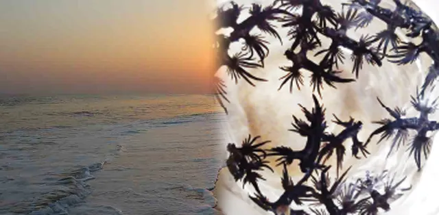 ଅସ୍ତରଙ୍ଗ ବେଳାଭୂମିରେ ବିଷାକ୍ତ ଜଳଜୀବ, ପର୍ଯ୍ୟଟକ ଓ ମତ୍ସ୍ୟଜୀବୀଙ୍କୁ ସଚେତନ କଲେ ପରିବେଶ କର୍ମୀ