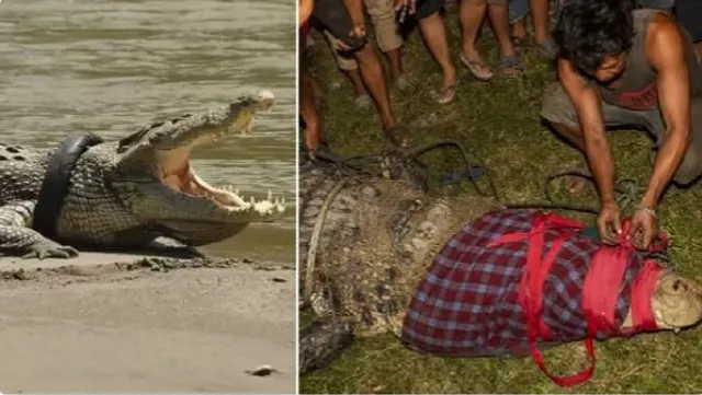 ୬ ବର୍ଷ ପରେ କୁମ୍ଭୀର ଶରୀରରୁ ବାହାରିଲା ଟାୟାର, ସରକାର ଘୋଷଣା କରିଥିଲେ ପୁରସ୍କାର