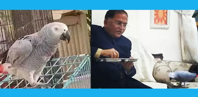 ଶୁଆ ହଜିବା ଯୋଗୁଁ ଖାଇବାପିଇବା ଛାଡ଼ିଦେଲେ ସ୍ତ୍ରୀ, ଲକ୍ଷେ ଟଙ୍କା ପୁରସ୍କାର ଘୋଷଣା କରି ବିଜ୍ଞାପନ ଦେଲେ ସ୍ବାମୀ