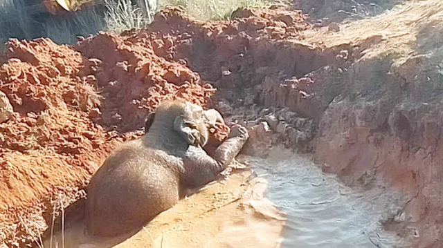 ଗାତରେ ଖସି ପଡ଼ିଲା ହାତୀଛୁଆ, ୩ ଘଣ୍ଟା ପରେ ଉଦ୍ଧାର ହେଲା