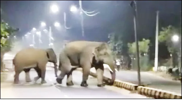 ରାଜଧାନୀ ଉପକଣ୍ଠରେ ବୁଲୁଛି ରାମୁ