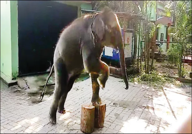 ଛେଣ୍ଡିପଦାରେ ହାତୀ ଆତଙ୍କ; ଦନ୍ତାହାତୀ ଆକ୍ରମଣରେ ମହିଳା ମୃତ