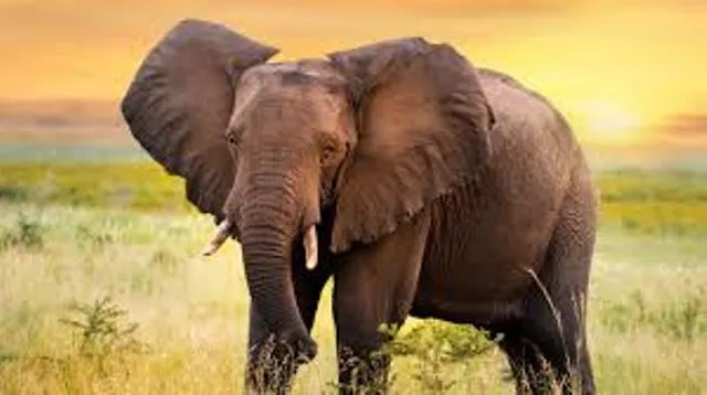 ନର୍ଲାରେ ମାଈ ହାତୀର ମୃତ୍ୟୁ: ବନବିଭାଗର ତଦନ୍ତ ଆରମ୍ଭ