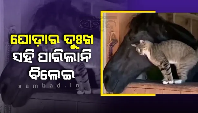 ଘୋଡ଼ା ଆଖିରୁ ଲୁହ ଝରି ଯାଉଥିବା ଦେଖି ସହି ପାରିଲା ନାହିଁ ବିଲେଇ