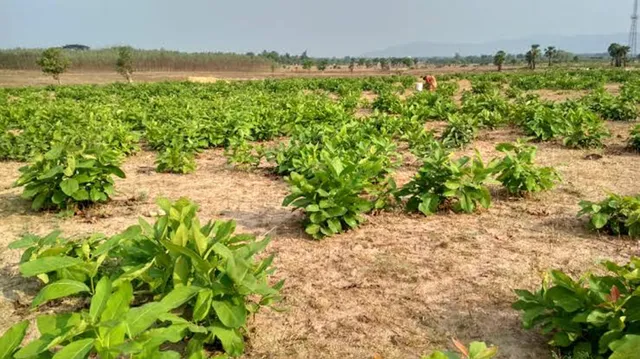 ହ୍ରାସ ପାଇଚାଲିଛି କେନ୍ଦୁପତ୍ର ଉତ୍ପାଦନ: ହଜାର ହଜାର ଶ୍ରମିକଙ୍କ ଜୀବନଜୀବିକା ପ୍ରତି ପ୍ରଶ୍ନବାଚ