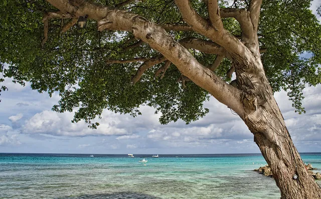 ମୃତ୍ୟୁର ବୃକ୍ଷ ‘ମାଞ୍ଚିନୀଲ’