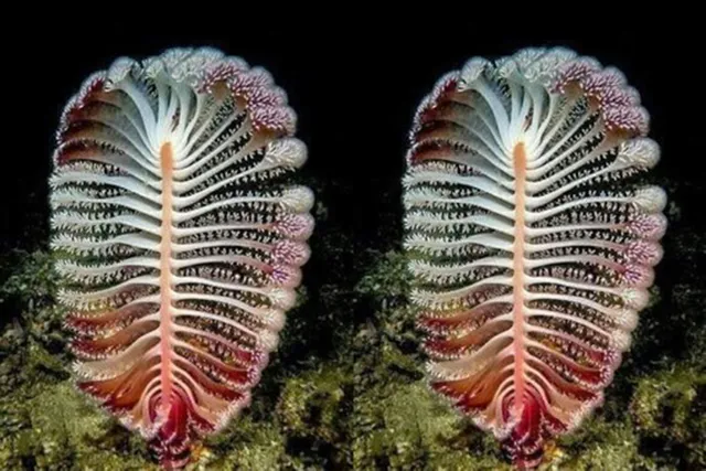 ନୂଆ ସମୟ, ନୂଆ କଥା: ୩୬ ବର୍ଷରେ ଥରେ ଫୁଟୁଥିବା ଫୁଲ ଏବଂ ସୁପରଫାଷ୍ଟ୍‌ କମ୍ପ୍ୟୁଟର