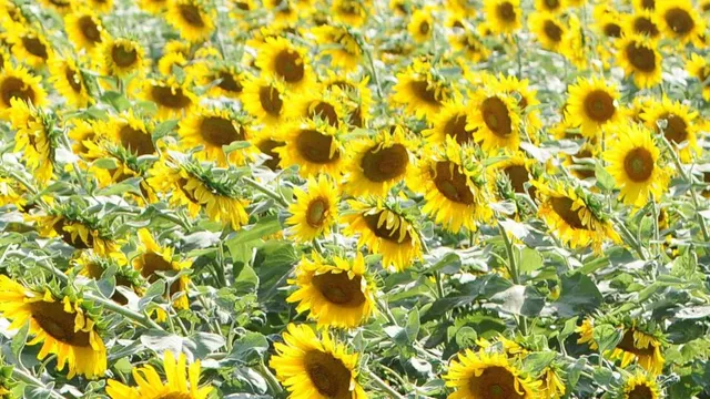 ବନ୍ଦ ପଡ଼ିଛି ଅଏଲ ଓଡ଼ିଶା, ଯଥେଷ୍ଟ ହେଉନି ଏମ୍‌ଏସ୍‌ପି: ତୈଳବୀଜ ଚାଷୀଙ୍କ ଆଗ୍ରହ ନାହିଁ