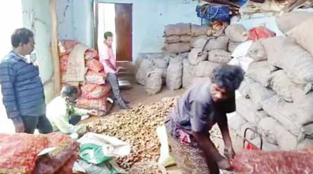 ଚାଷୀ ମୁଣ୍ଡରେ ଚଡ଼କ: ବିକ୍ରି ହେଉନି, ଗୋଦାମରେ ନଷ୍ଟ ହେଉଛି ଶହ ଶହ କ୍ୱିଣ୍ଟାଲ ଅଦା