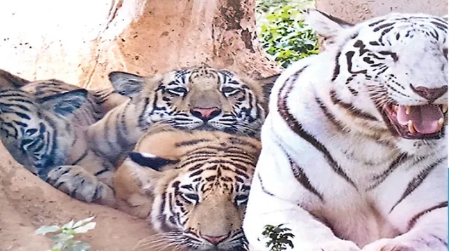 ଆଖିବୁଜିଲା ବାଘଛୁଆ ବଂଶୀ: ନନ୍ଦନକାନନରେ ବିଷାଦର ଛାୟା, ଅନ୍ୟ ୫ ଶାବକଙ୍କ ଉପରେ କଡ଼ା ନଜର