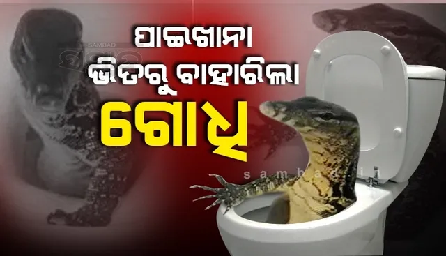 ପାଇଖାନା ଭିତରୁ ହଠାତ୍ ବାହାରି ଆସିଲା ଗୋଧି, ଛାତିଥରା ଭାଇରାଲ ଭିଡିଓରେ ଦେଖନ୍ତୁ ତା’ପରର ଦୃଶ୍ୟ