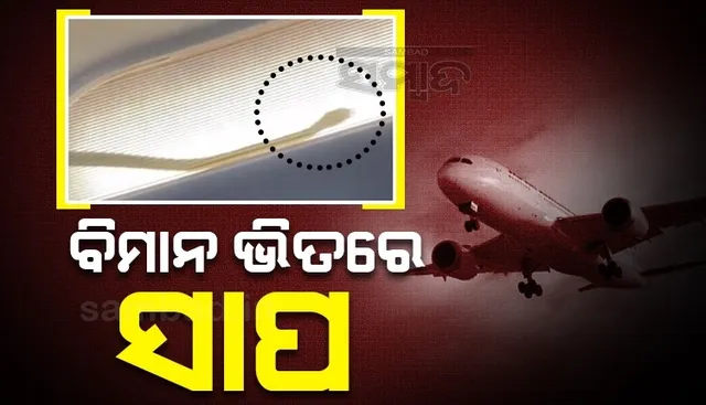 ମଝି ଆକାଶରେ ବିମାନ ଭିତରେ ହଠାତ ନଜର ଆସିଲା ସାପ, ପାଇଲଟଙ୍କ କ୍ୟାମେରାରେ କଏଦ ହେଲା ତା’ପରର ଦୃଶ୍ୟ