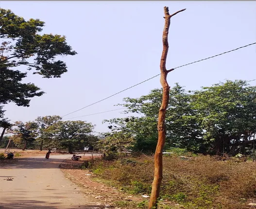 ମୁଣ୍ଡ ଉପରେ ବିପଦ: କାଠଖୁଣ୍ଟ ଭରସାରେ ବିଦ୍ୟୁତ୍‌ ତାର