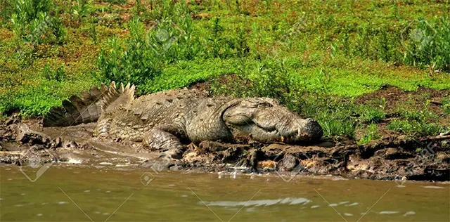 ମହାନଦୀରୁ ମୃତ କୁମ୍ଭୀର ଉଦ୍ଧାର: ବ୍ଲାଷ୍ଟିଂ ସନ୍ଦେହ