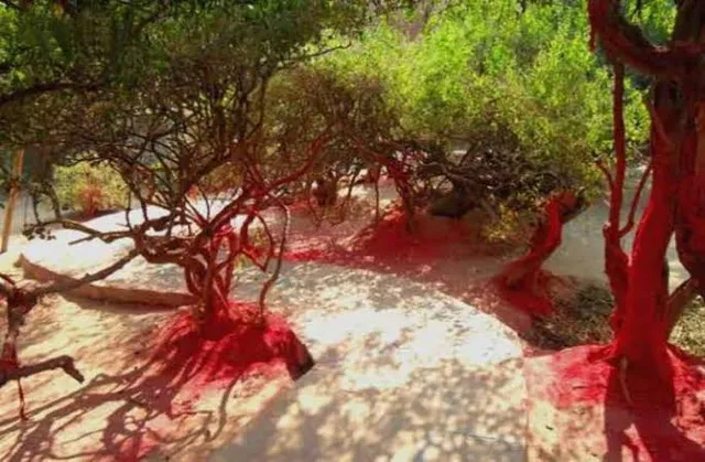 ବନର ନାମ ‘ନିଧି’, ଏହି ବନ ରାଧା-କୃଷ୍ଣ ଓ ଗୋପୀମାନଙ୍କର ନିତ୍ୟ ବିହାର ସ୍ଥଳ